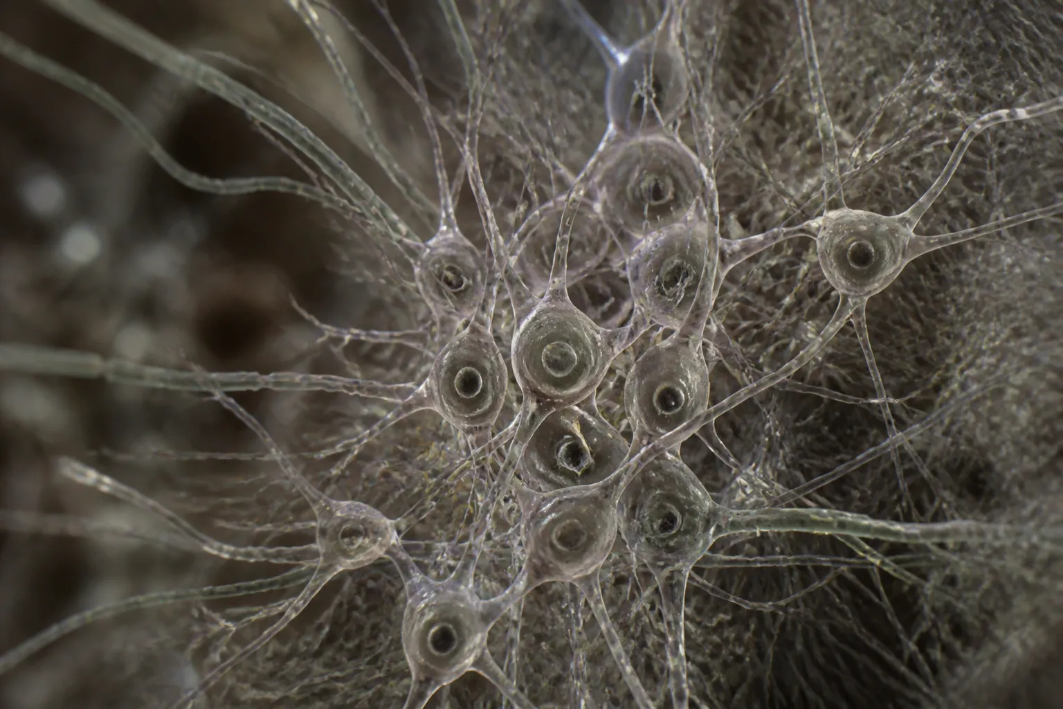 IIT Madras Releases First Cell-Resolution 3-D Atlas of the Human Brainstem